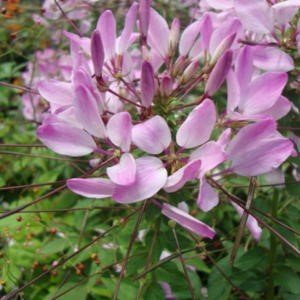 Clio magenta cleome