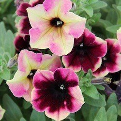 Petunia Crazytunia Blackberry Cheesecake