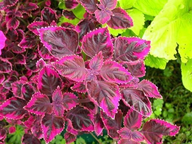 Coleus Trailing Plum Trailing