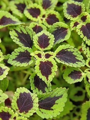 Coleus Tell Tale Heart Trailing