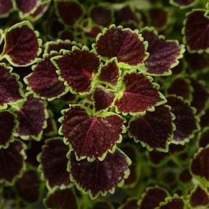 Coleus Wedding Train Trailing