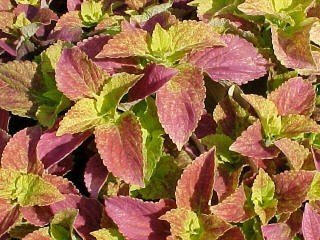 Coleus Alabama