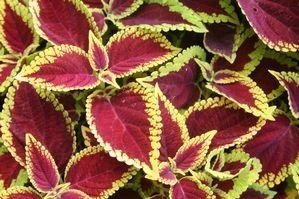 Coleus Defiance