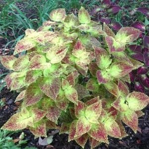Coleus Florida Sunshine