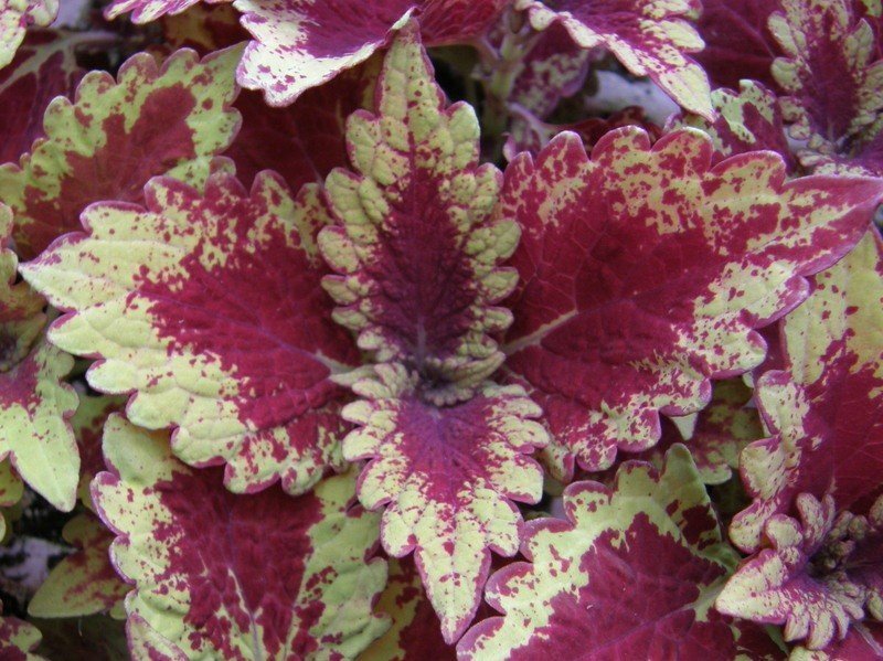 Coleus Handy Andy