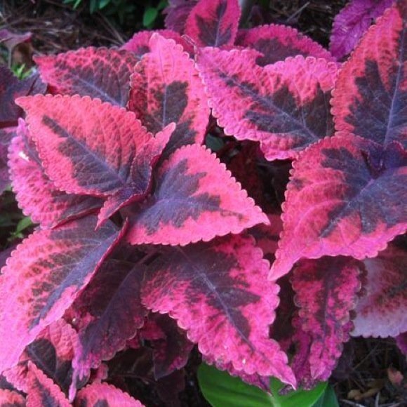 Coleus Mariposa