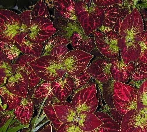 Coleus Solar Sunrise