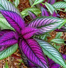 Persian shield