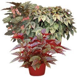 Angel wing begonia assorted