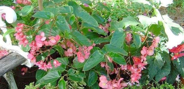Dragon wing pink begonia