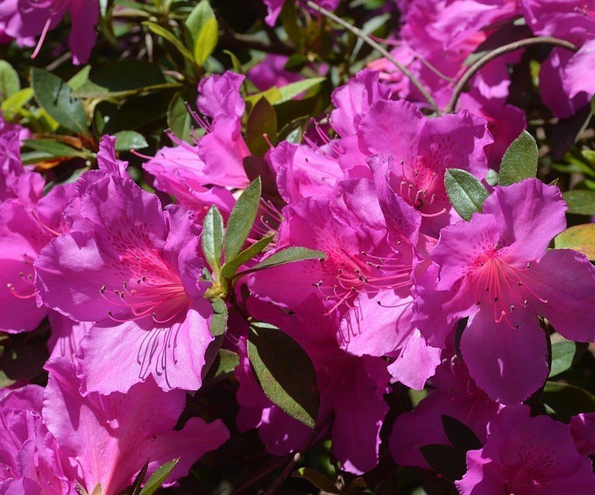 Formosa Azalea