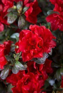Autumn Fire Encore Azalea
