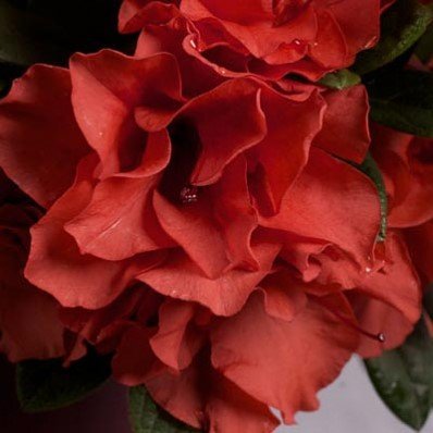 Autumn Embers Encore Azalea