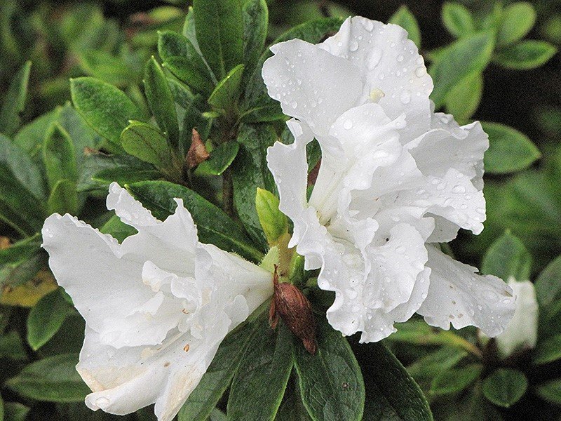 Mrs. G G Gerbing Azalea