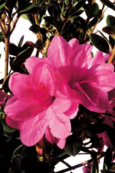 Autumn Empress Encore Azalea