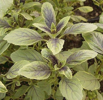 Arican Blue Basil