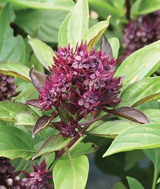 Thai 'Siam Queen' Basil