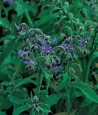 Borage