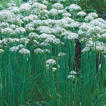 Garlic Chives