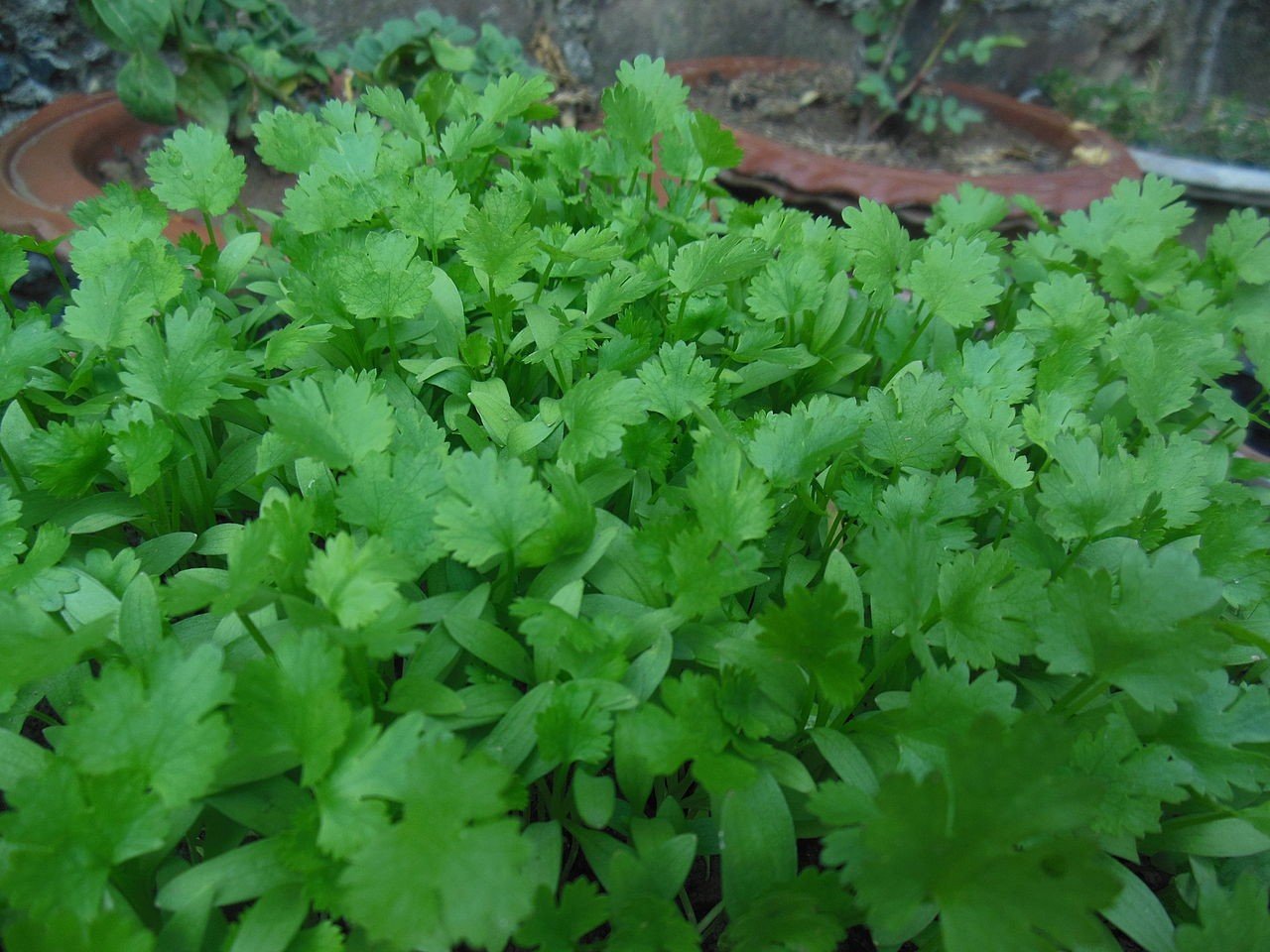Cilantro Coriander)