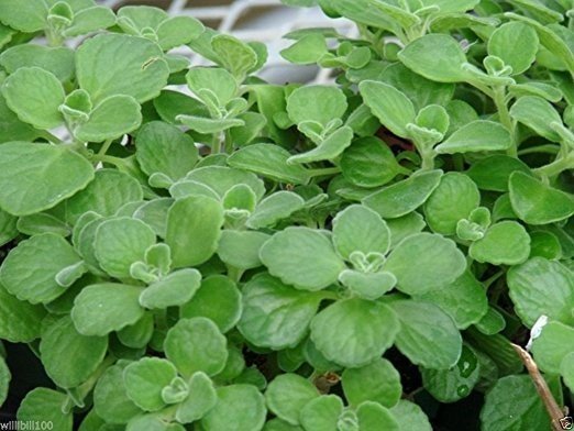 Cuban Oregano