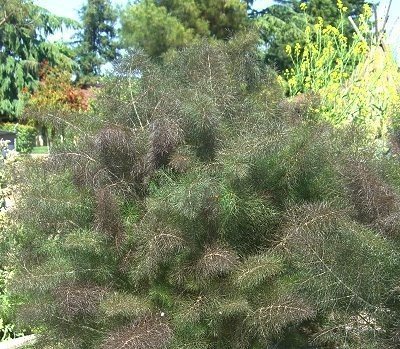 Bronze Fennel