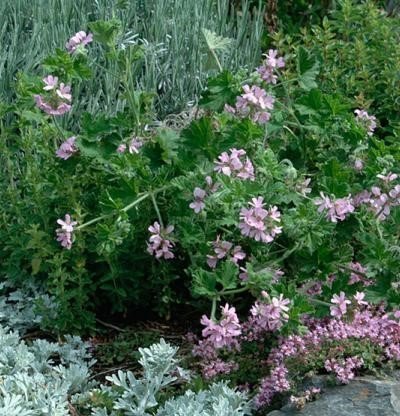 Geranium 'Attar of Roses'