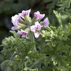 Scented Geranium 'Citronella'