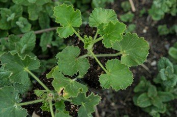 Ginger Scented Geranium
