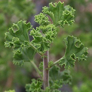 Lemon Crispum Scented Geranium