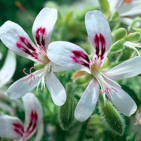 African Geranium