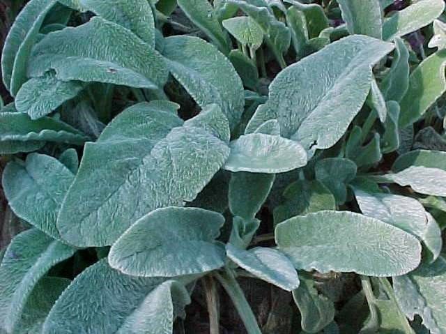 Lambs Ear