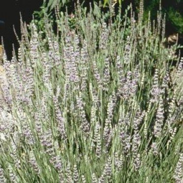 Goodwin Creek Gray Lavender