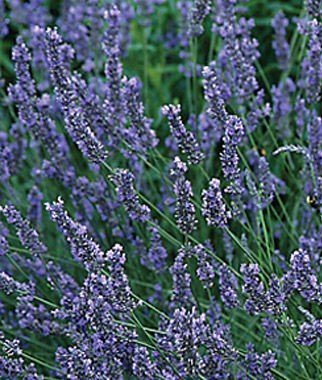 Grosso Lavender