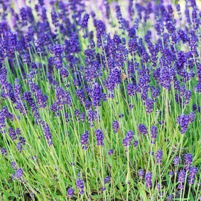 Phenomenal Lavender