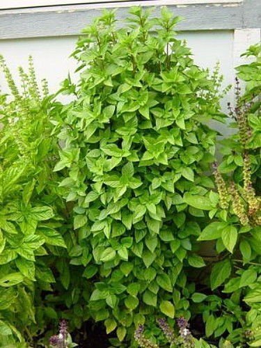 Greek Columnar Basil