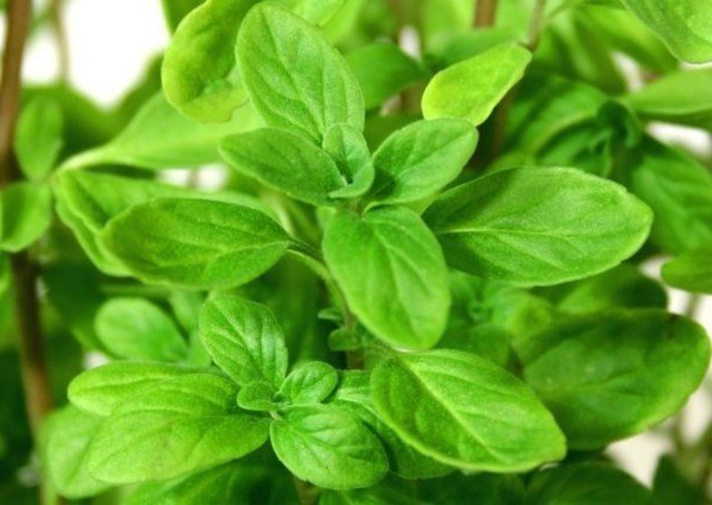 Sweet Marjoram