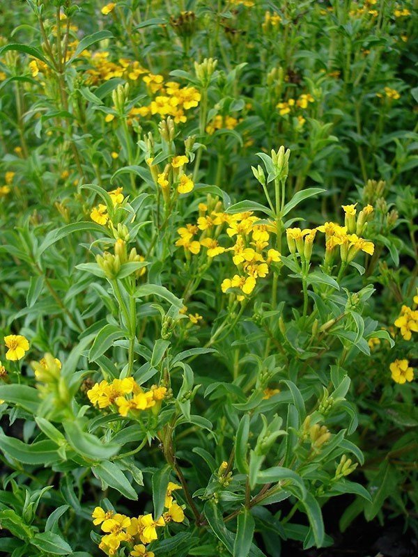 Mexican Tarragon