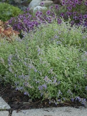 Little Trudy Nepeta