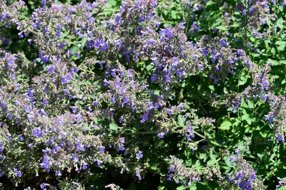 Nepeta Purrsian Blue