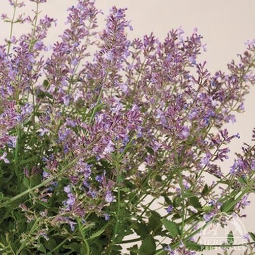 Nepeta ?Junior Walker?Nepeta ?Junior Walker?Nepeta ?Junior W