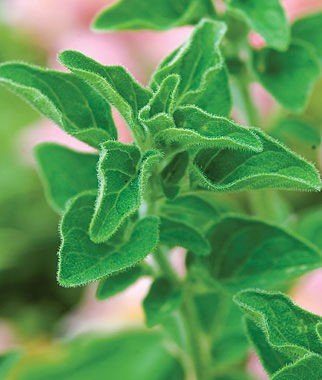 Greek Oregano