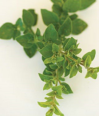 Italian Oregano
