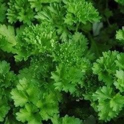 Curly Parsley