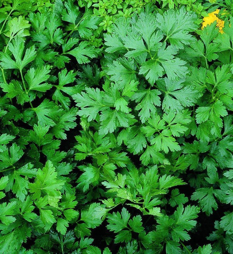 Italian Flat Leaf Parsley