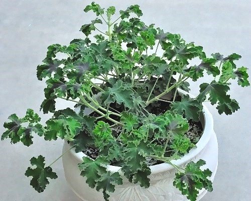 Chocolate Mint Scented Geranium