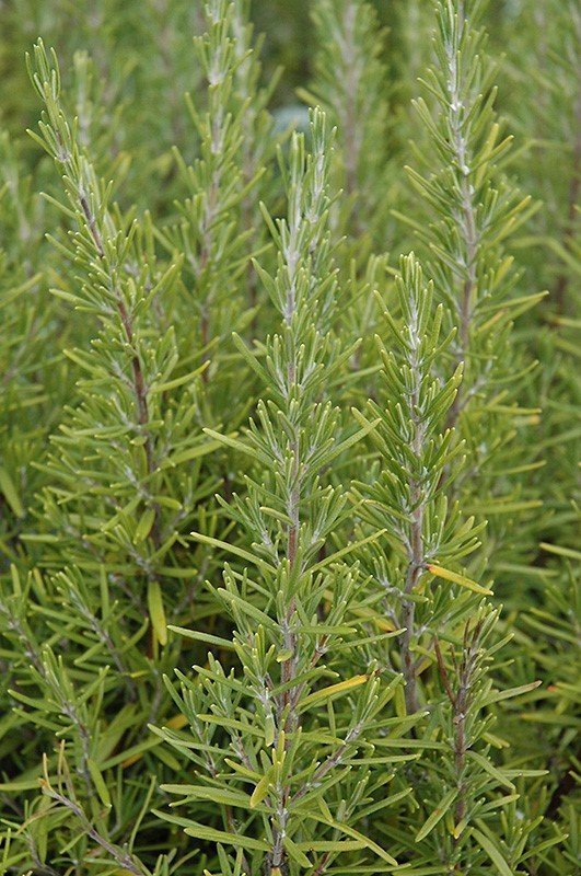 Upright Rosemary