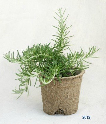 Rosemary, Foxtail
