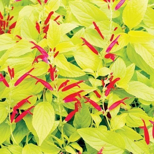 Golden Leaved Pineapple Sage