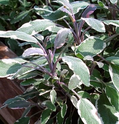 Sinaloan Blue Sage